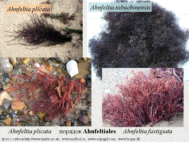 фото с сайтов http://www.marlin.ac.uk, www.molbiol.ru, www.solpugid.com, www.biopix.dk Ahnfeltia plicata Ahnfeltia tobuchinensis Ahnfeltia fastigiata Ahnfeltia